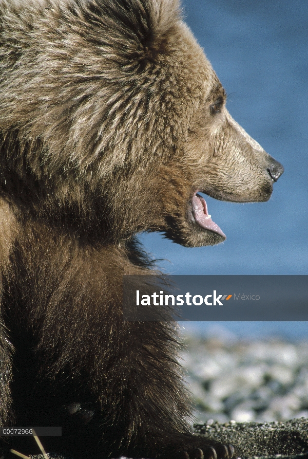 Retrato del oso pardo (Ursus arctos horribilis), Alaska