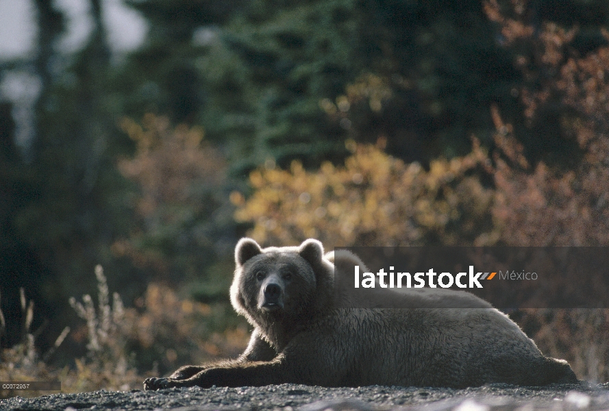 Oso Grizzly (Ursus arctos horribilis) descanso, Alaska