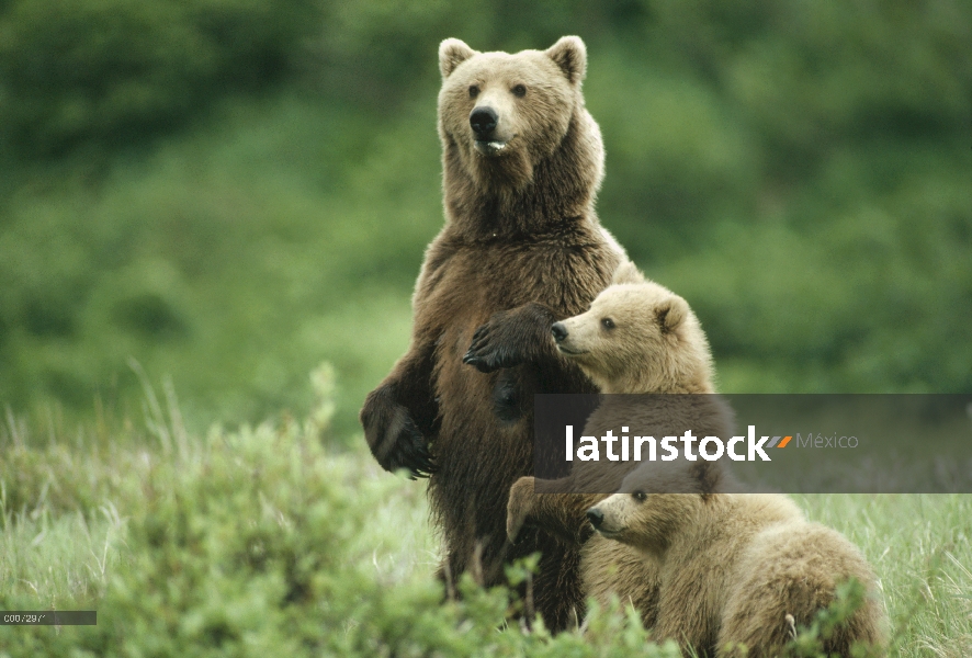 Oso Grizzly (Ursus arctos horribilis) madre con cachorros, Alaska