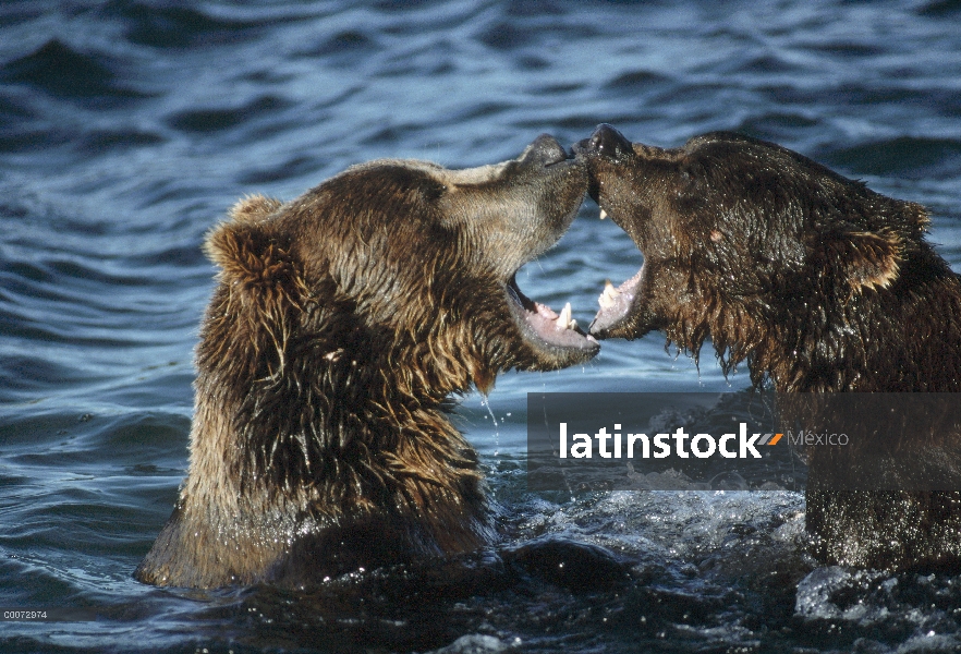 Machos de oso pardo (Ursus arctos horribilis) combates en río, Alaska