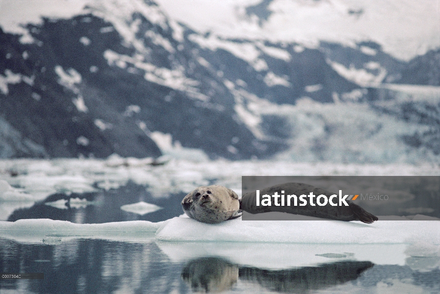 Sello manchada (Phoca largha) descansando sobre el hielo flotante, Alaska