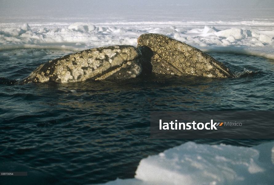 Ballena gris (Eschrichtius robustus) par atrapados por congelación temprana hasta Alaska