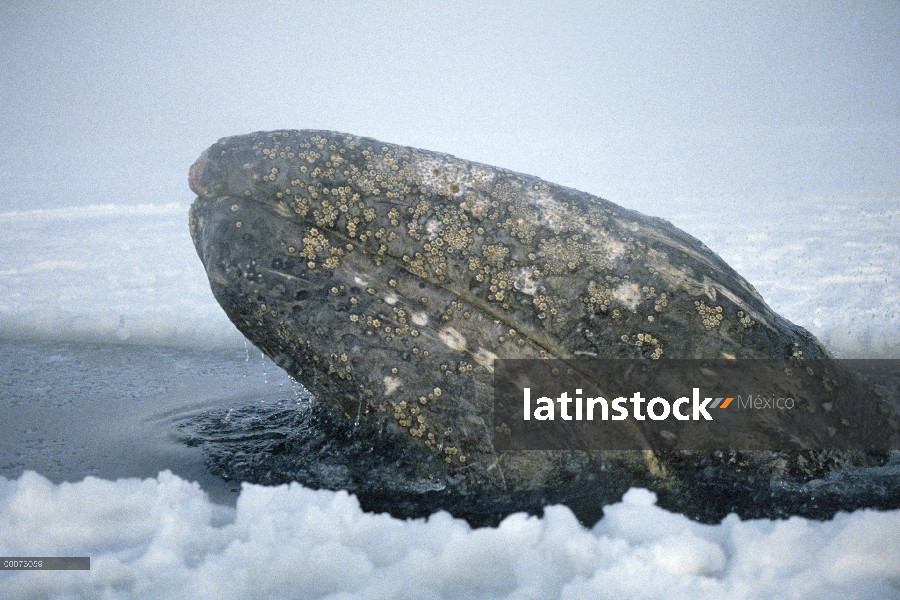 Ballena gris (Eschrichtius robustus) atrapado por congelación temprana hasta Alaska