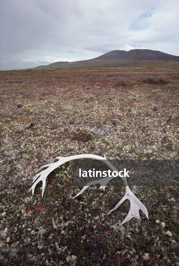 Asta de caribú (Rangifer tarandus) en otoño tundra, Alaska