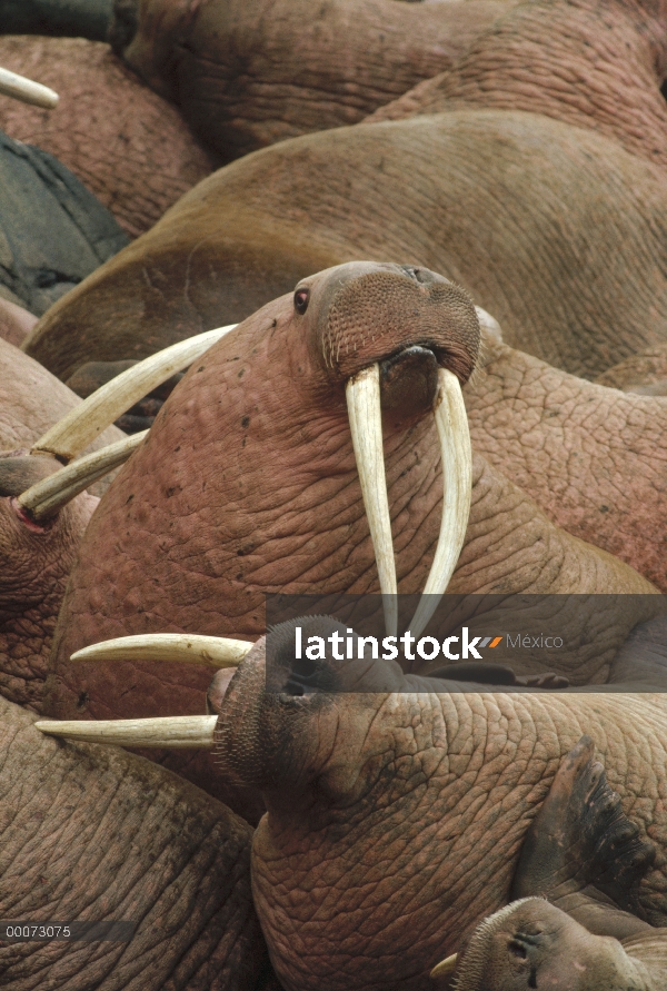 Grupo morsa del Pacífico (Odobenus rosmarus divergens), Colonia de la isla redonda, Alaska