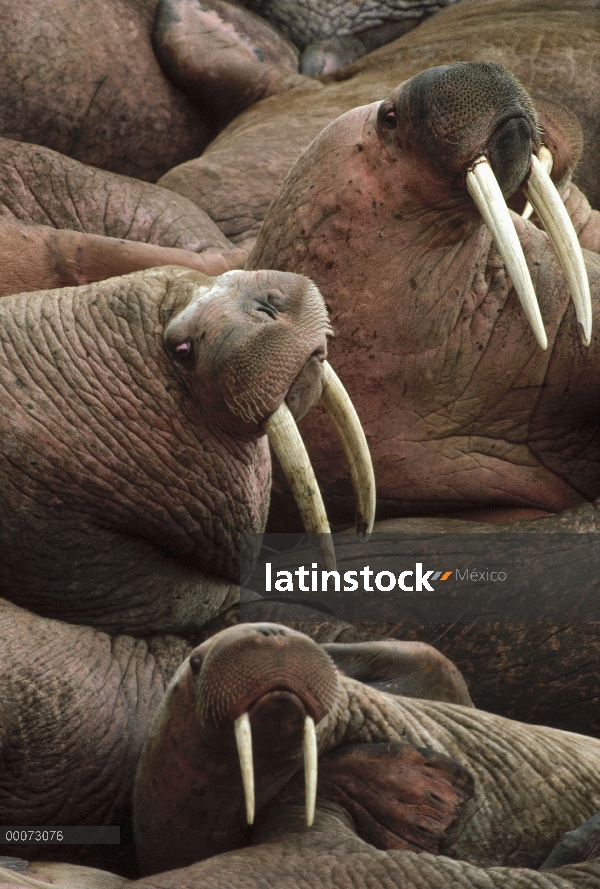 Grupo morsa del Pacífico (Odobenus rosmarus divergens), Colonia de la isla redonda, Alaska