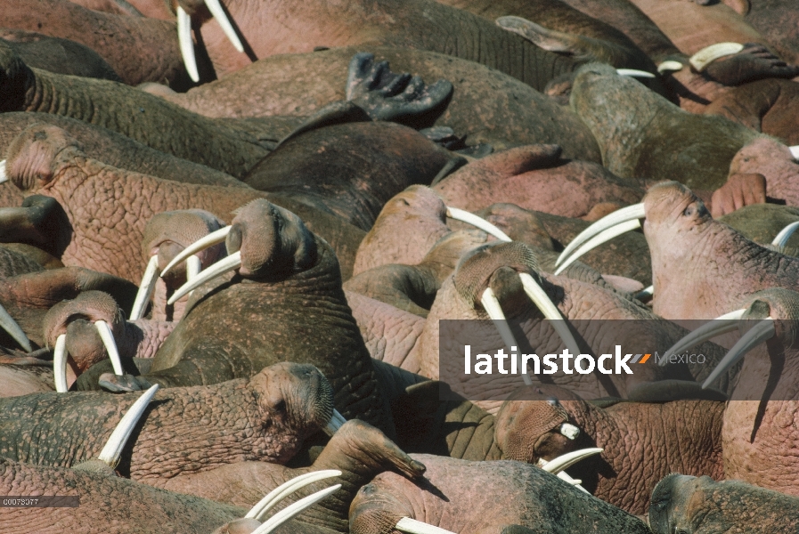 Grupo morsa del Pacífico (Odobenus rosmarus divergens), Colonia de la isla redonda, Alaska