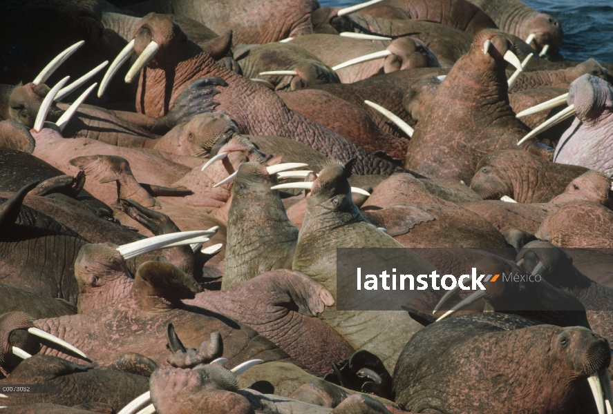 Grupo morsa del Pacífico (Odobenus rosmarus divergens), Colonia de la isla redonda, Alaska