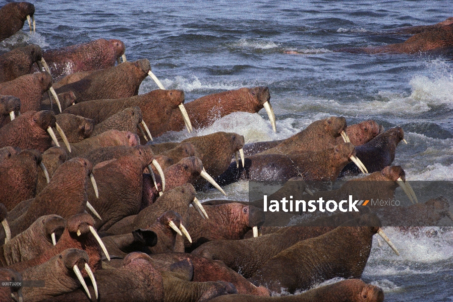 Grupo morsa del Pacífico (Odobenus rosmarus divergens), Colonia de la isla redonda, Alaska