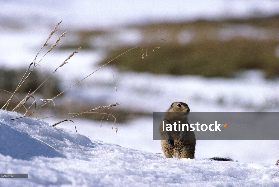 Ardilla de tierra del Ártico (parryii de Spermophilus) sobre terreno nevado, Alaska