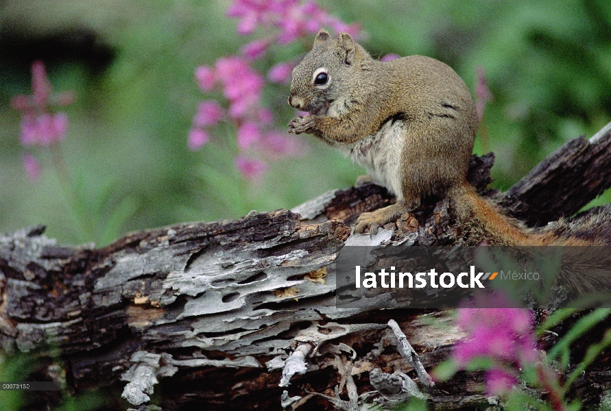 Ardilla roja (Tamiasciurus hudsonicus) en tronco, Alaska