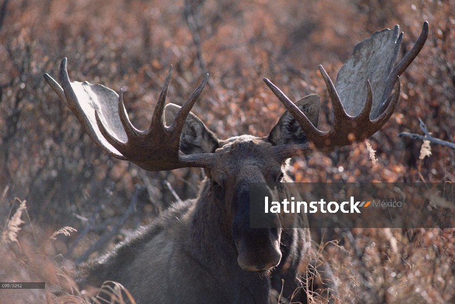 Retrato masculino de alces de Alaska (Alces alces gigas), Alaska