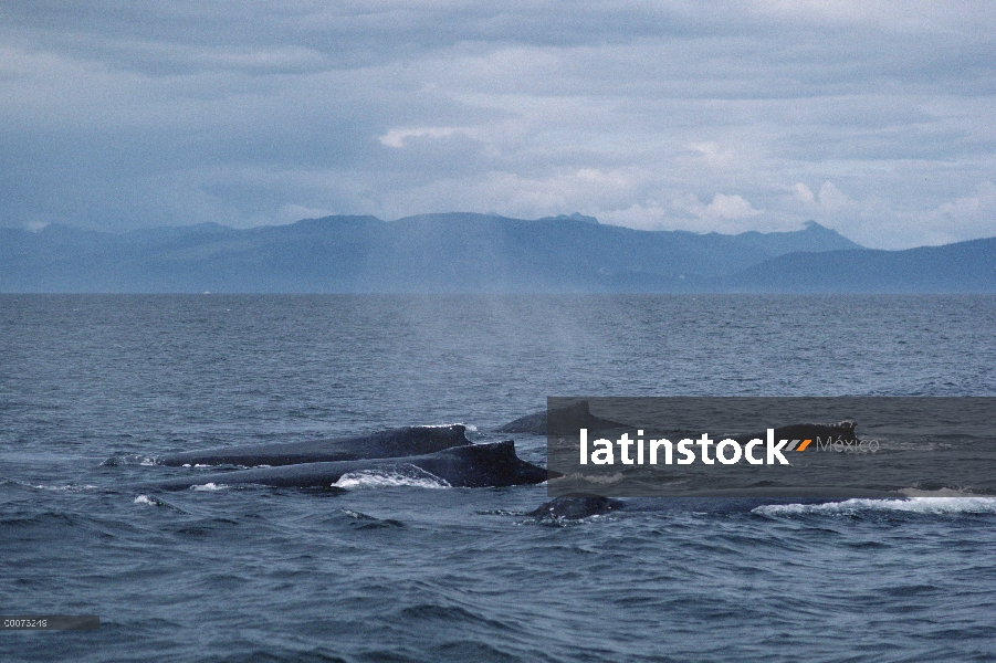 Ballena jorobada (Megaptera novaeangliae) grupo emergencia, Alaska