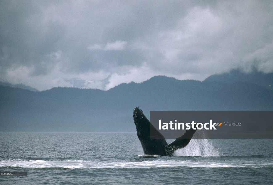 Ballena jorobada (Megaptera novaeangliae) violar, Alaska