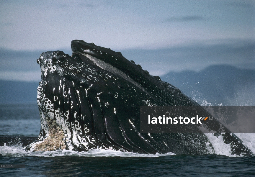 Ballena jorobada (Megaptera novaeangliae) alimentación, Alaska