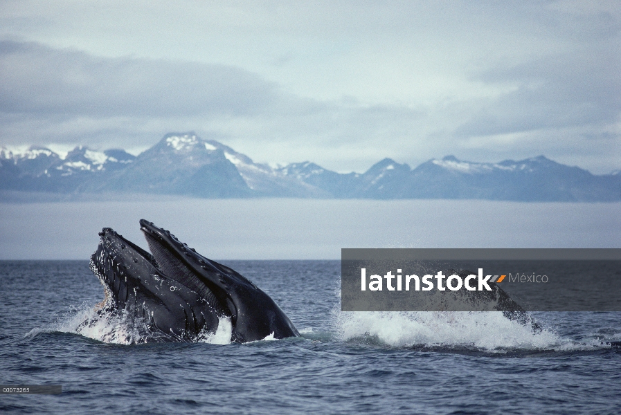 Ballena jorobada (Megaptera novaeangliae) alimentación, Alaska