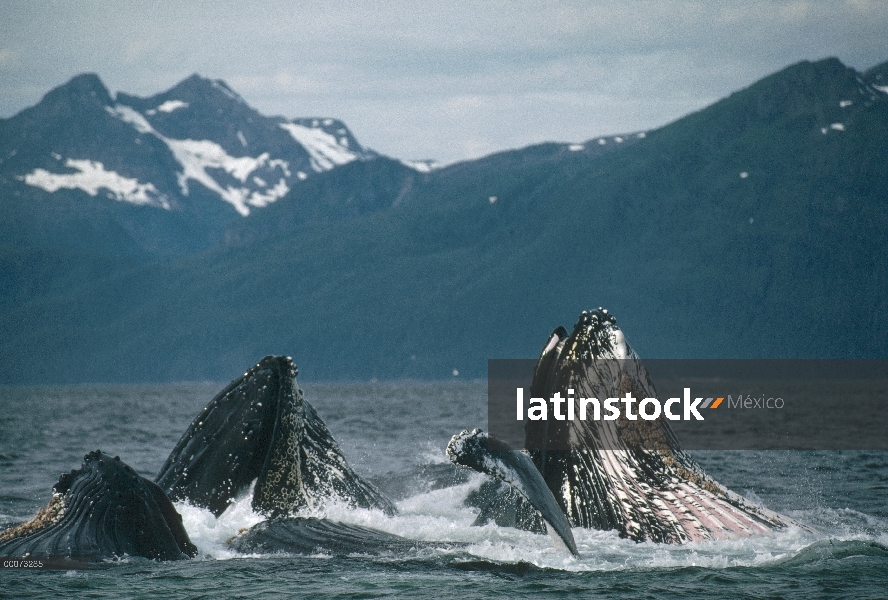 Ballena jorobada (Megaptera novaeangliae) grupo cooperativo alimentación, Alaska