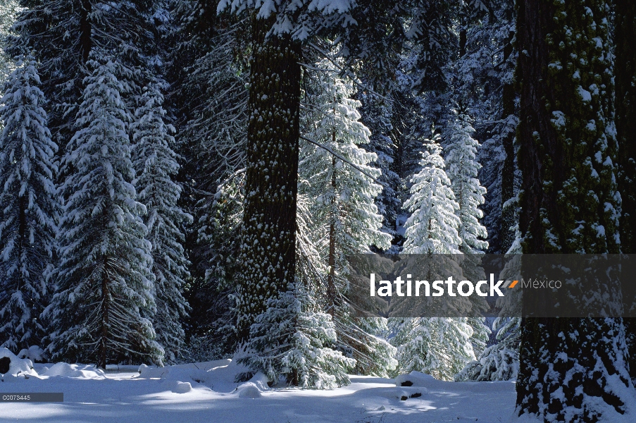 Bosque de la secuoya gigante (Sequoiadendron giganteum) en invierno, Parque Nacional Cañón, Californ