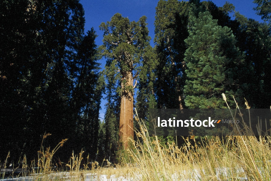 Bosque de la secuoya gigante (Sequoiadendron giganteum), Parque Nacional Cañón, California del rey