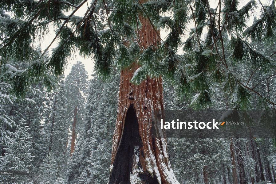 Bosque de la secuoya gigante (Sequoiadendron giganteum) en invierno, Parque Nacional Cañón, Californ