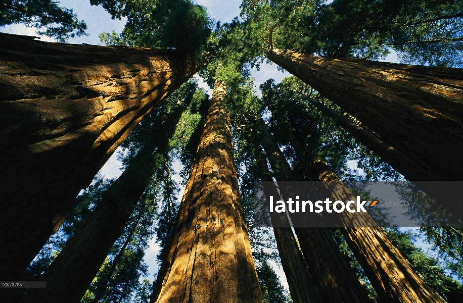 Bosque de la secuoya gigante (Sequoiadendron giganteum), Parque Nacional Cañón, California del rey