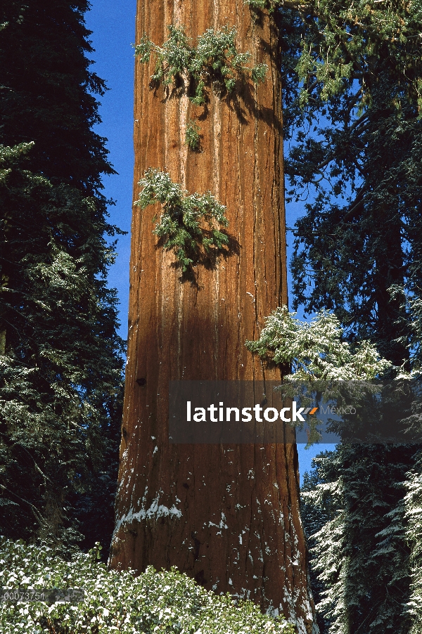 Secuoya gigante (Sequoiadendron giganteum) con polvo de nieve, Parque Nacional Cañón, California del