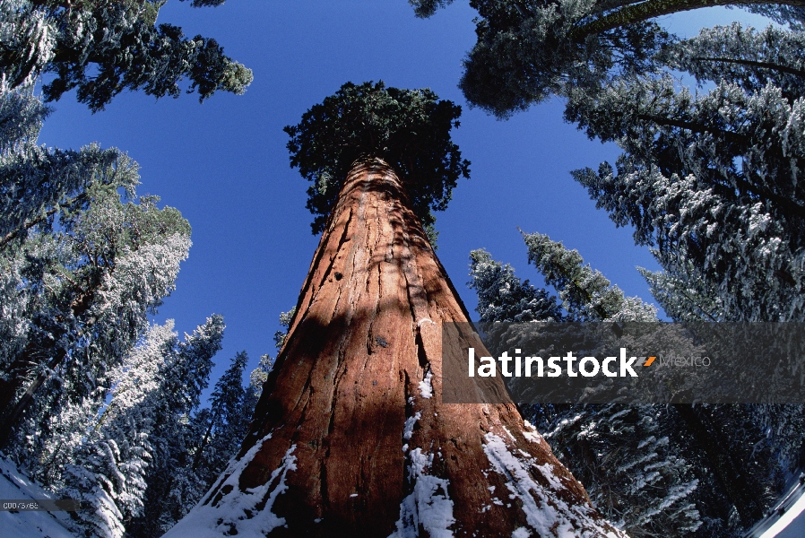 Secuoya gigante (Sequoiadendron giganteum), árbol de General Sherman en Parque Nacional Sequoia, Cal