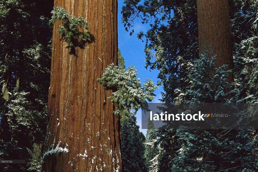 Secuoya gigante (Sequoiadendron giganteum) con una polvoreda de la nieve, Parque Nacional Cañón, Cal