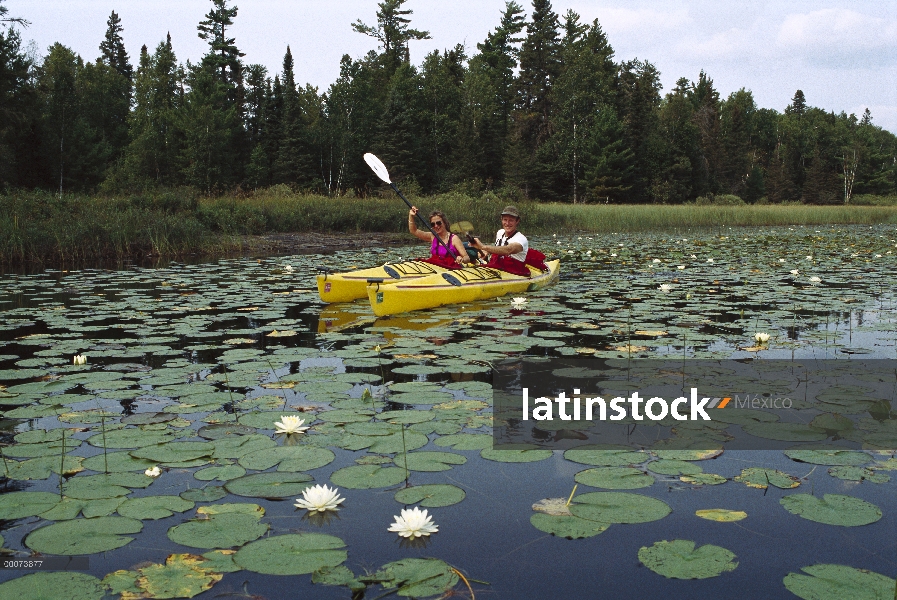 Hombre y mujer kayak a través de los cojines del lirio, límite aguas canoa zona desierto, Minnesota