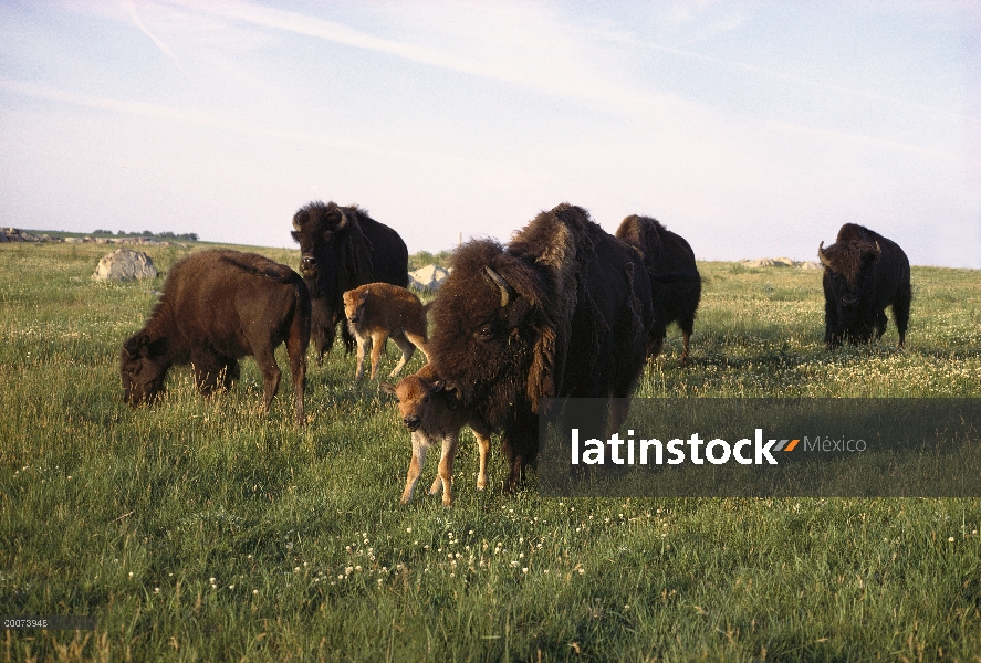 Manada de bisonte americano (bisonte del bisonte) con dos crías en pradera, Dakota del sur