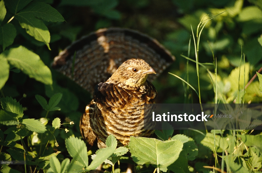 Rufo Grouse (Bonasa umbellus), en maleza, Minnesota