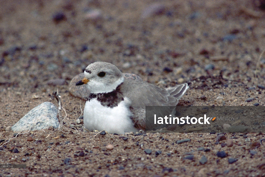 Incubación huevos de chorlito (Charadrius melodus) de tuberías en tierra, América del norte