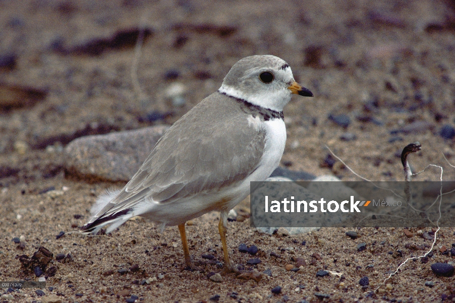 Playero melódico (Charadrius melodus), América del norte