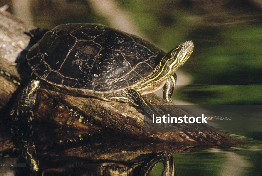 Tortuga pintada (Chrysemys picta) tomando el sol en un tronco, Minnesota