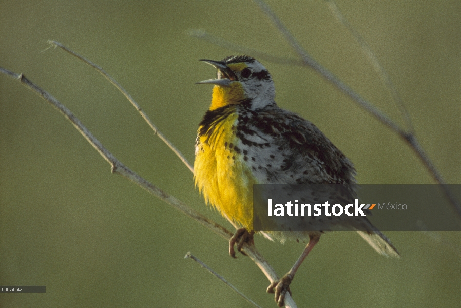 Meadowlark occidental (neglecta de Sturnella) cantando, Dakota del sur
