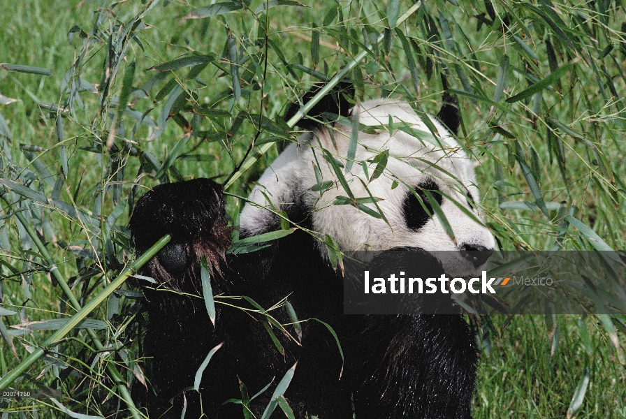 Panda gigante (Ailuropoda melanoleuca) comiendo bambú, originario de Asia