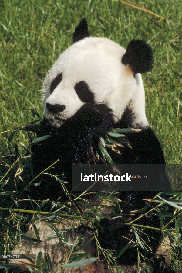 Panda gigante (Ailuropoda melanoleuca) comiendo bambú, originario de Asia