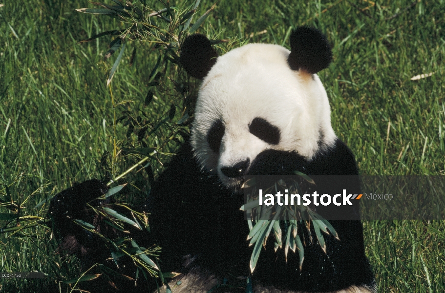 Panda gigante (Ailuropoda melanoleuca) comiendo bambú, originario de Asia