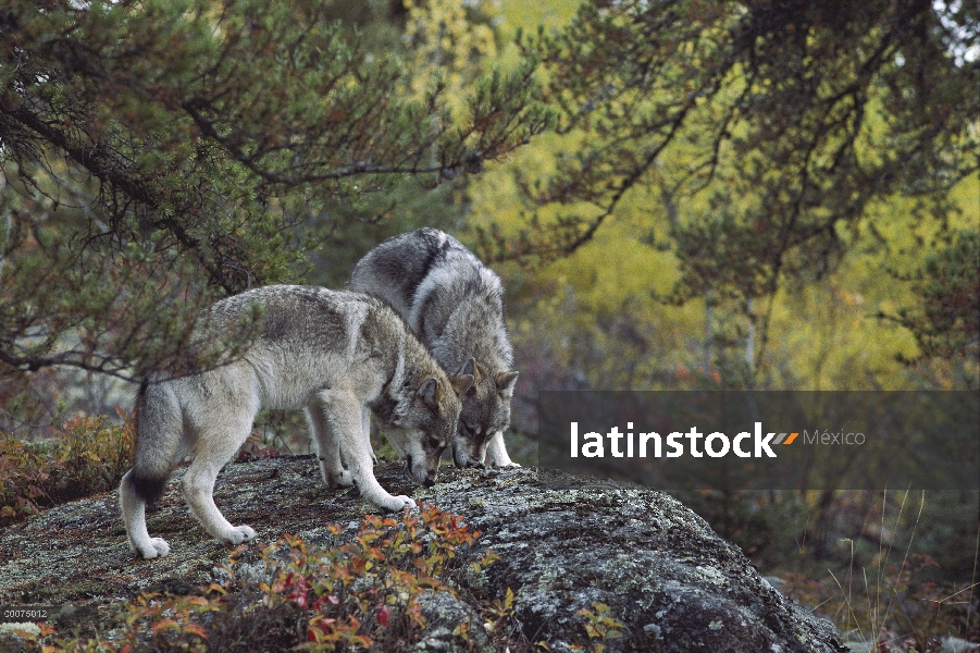 Par de lobo (Canis lupus) en la roca en el bosque, Minnesota