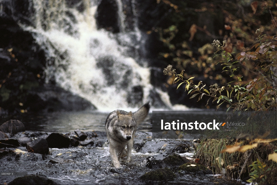 Lobo (Canis lupus) en secuencia, Minnesota