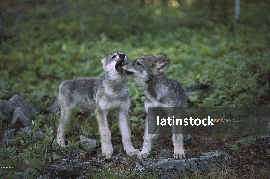 Cachorros de lobo (Canis lupus) jugar flighting, Minnesota