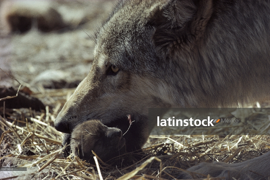 Madera lobo (Canis lupus) madre recoger el cachorro en la boca llevar, Minnesota