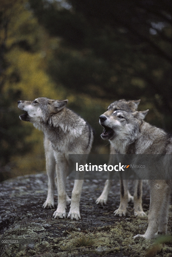 Trío de lobo (Canis lupus), aullidos, Minnesota