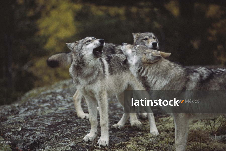 Trío de lobo (Canis lupus), aullidos, Minnesota