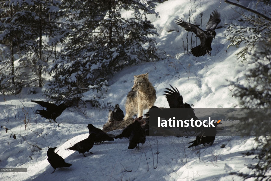 Lobo (Canis lupus) en canal de alimentación con grupo Raven común (corax de Corvus), Minnesota