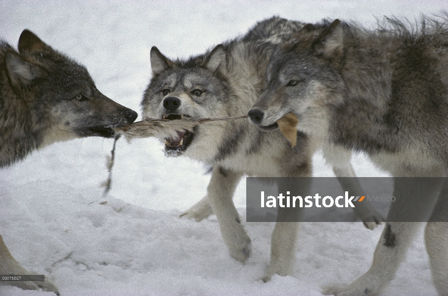 Trío de lobo (Canis lupus) tirando en ocultar, Minnesota