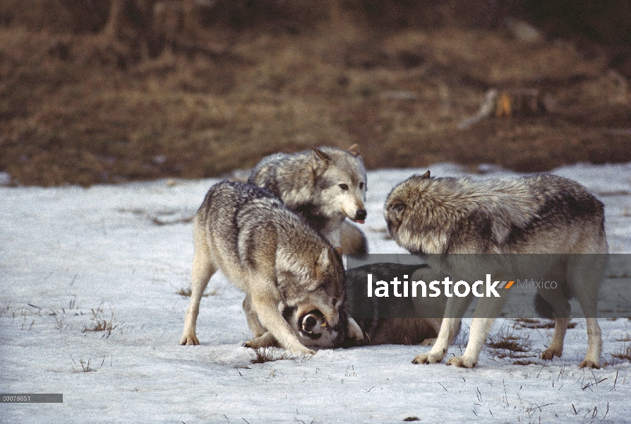 Lobo (lupus de Canis) lobo dominante presionado miembro de paquete de estado inferior, Minnesota