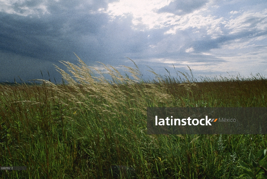 Pradera de Tallgrass bajo cielos tormentosos, Dakota del sur