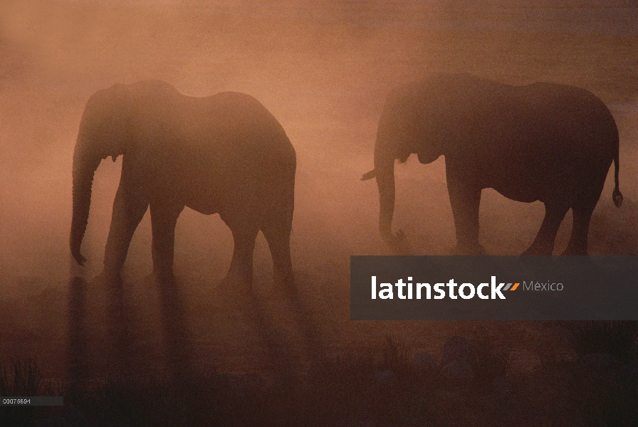 Par de elefante africano (Loxodonta africana), silueta de polvo, Namibia