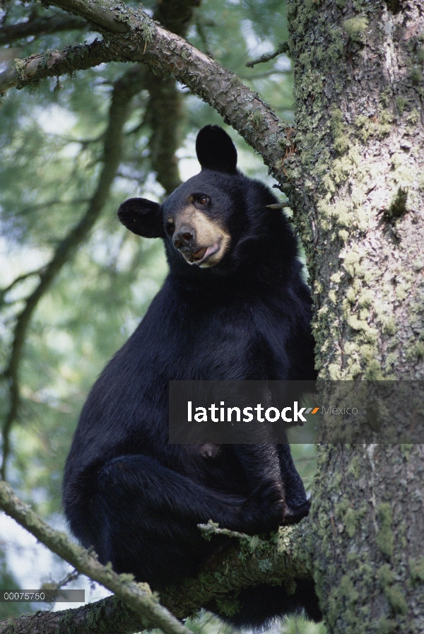 Hembra de oso negro (Ursus americanus) en árboles, Minnesota